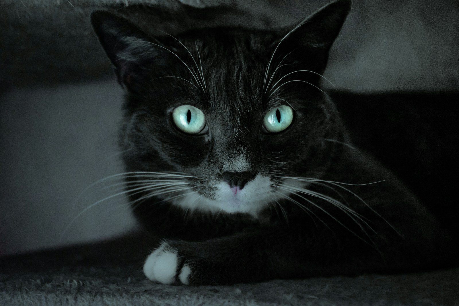 Cats’ Night Vision black and white cat lying on gray textile