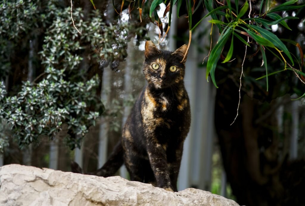 Cat’s Unique Coat