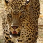 black and brown cheetah