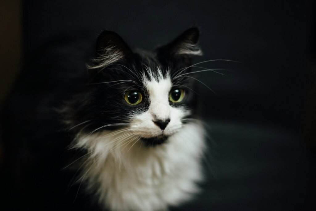 Ancient Cat shallow focus photography of tuxedo cat