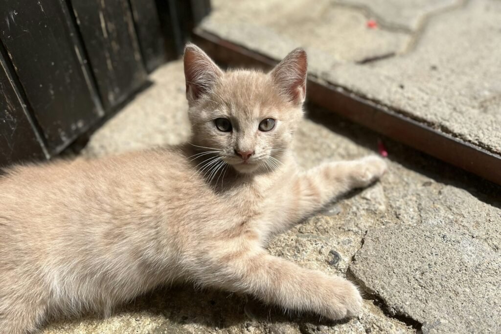 A kitten laying on the ground next to a mirror