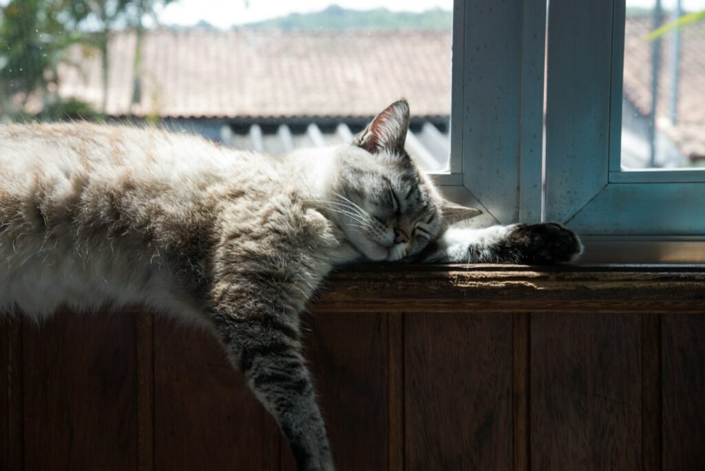 cat event: white and gray cat on brown wooden table