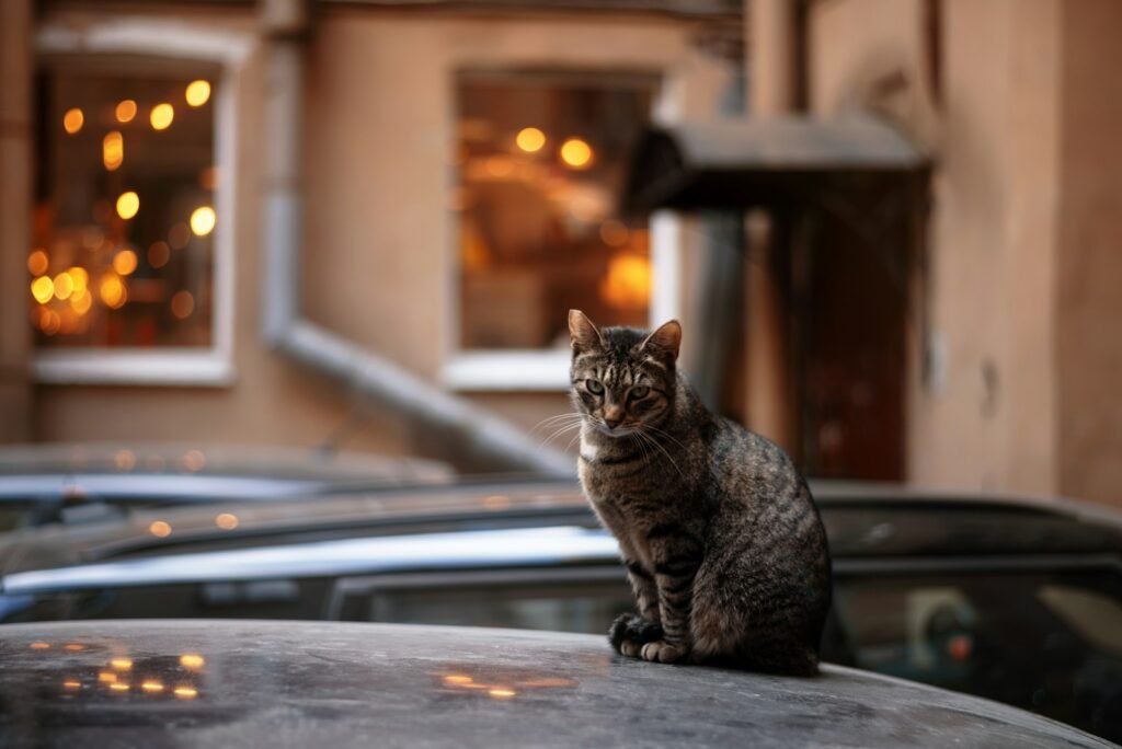 urban cat: a cat sitting on the hood of a car