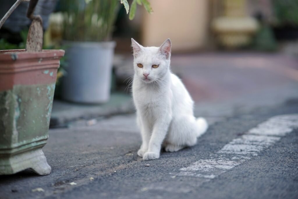 a white cat sitting next to a potted plant