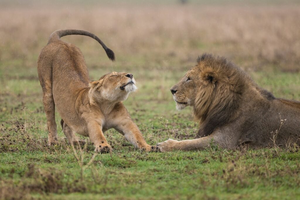 Vocal Cat shallow focus photography of lioness standing beside lion