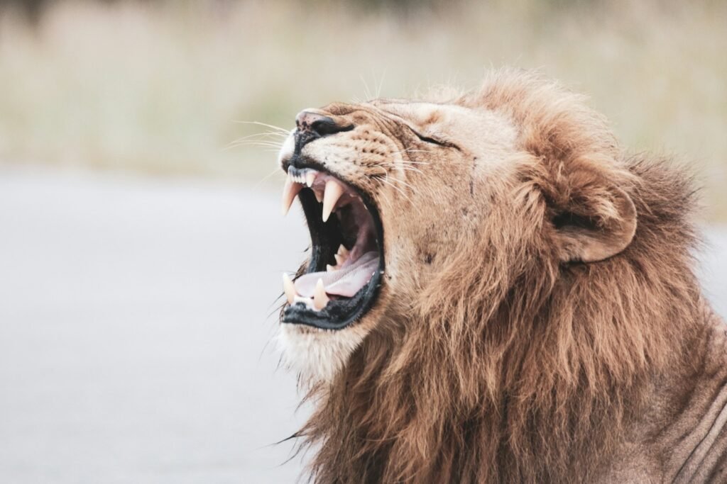 Vocal Cat brown lion with white tongue out