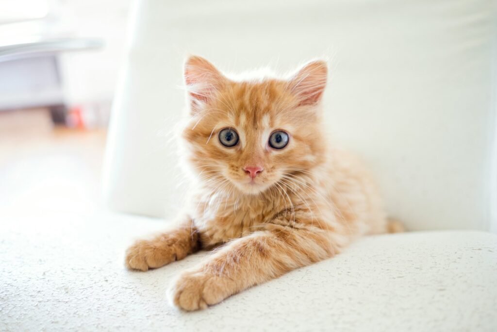 cat tricks: orange tabby kitten on white table