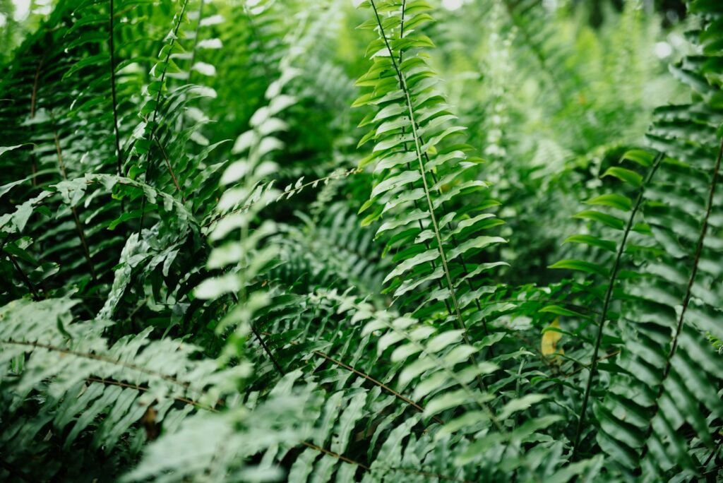 Cat-Friendly Houseplants