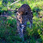 leopard walking on grass field during daytime