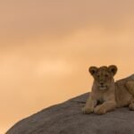 big cat roars: brown cougar
