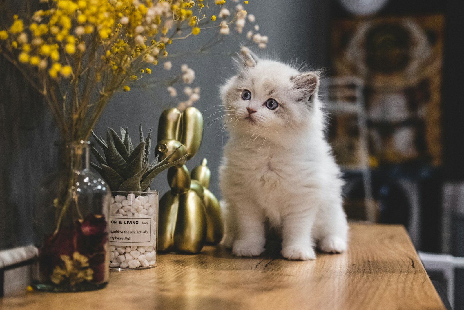 Photo by Steve Tsang unique cat breeds: white cat on brown wooden table