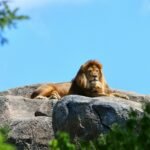 big cat mark their territory