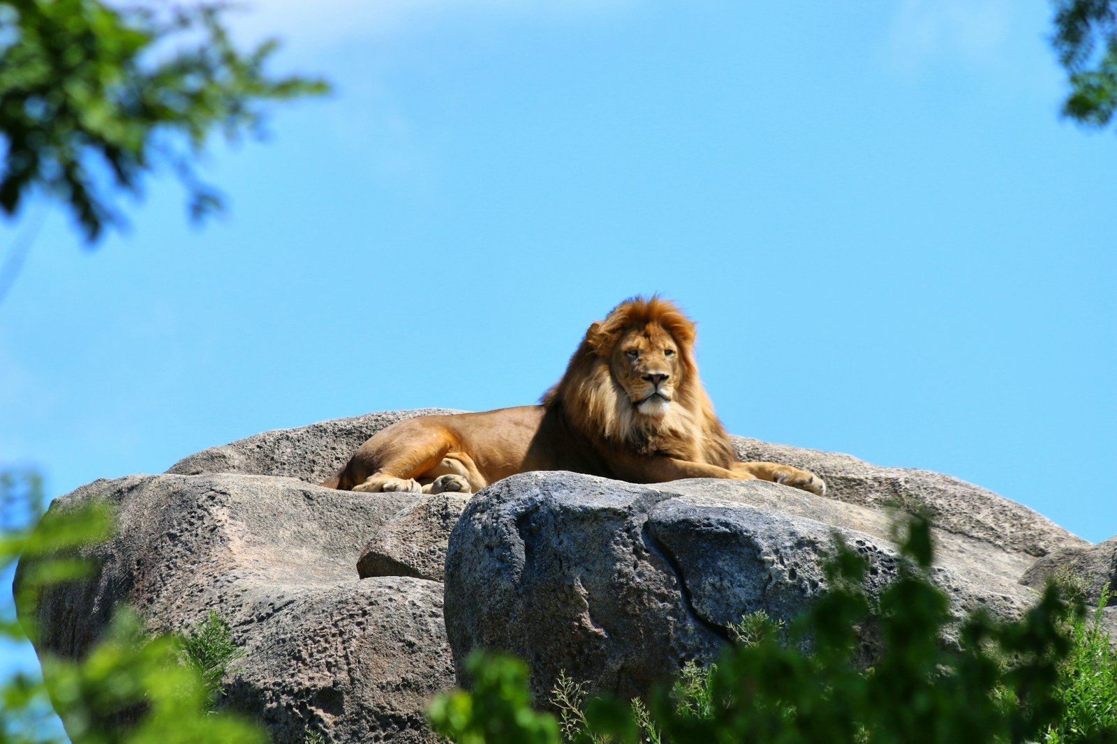 Photo by Laura Seaman lion on rock
