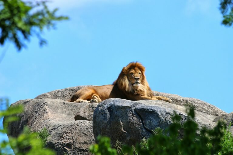 big cat mark their territory