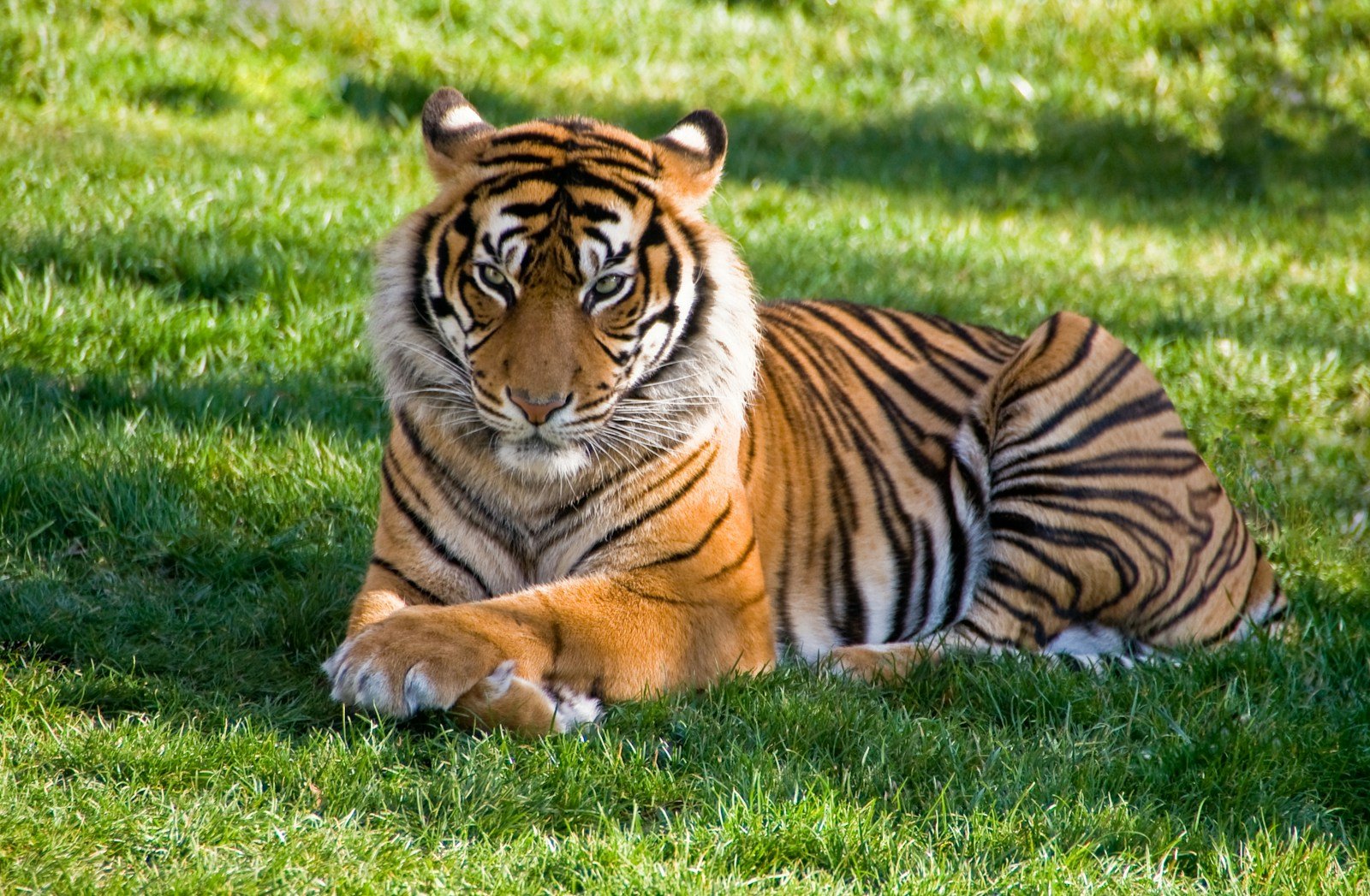 Photo by JOSE ALMEIDA silent stalking:,a tiger laying in the grass on a sunny day