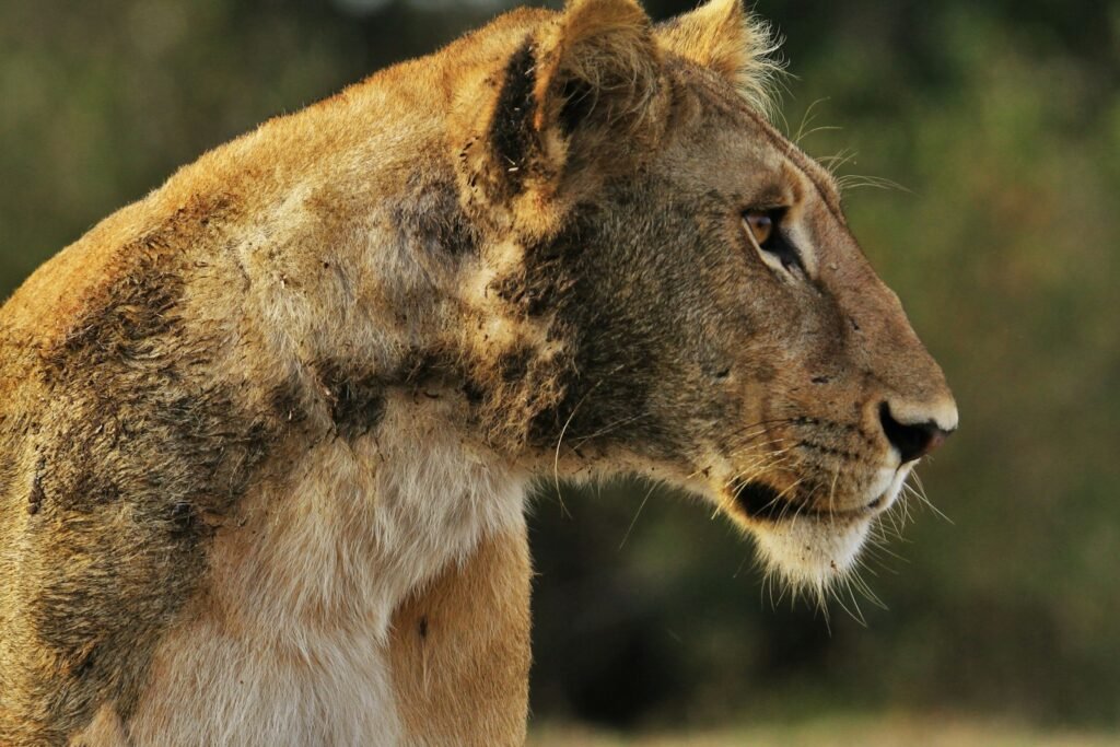 ultimate predator: wildlife photography of lioness