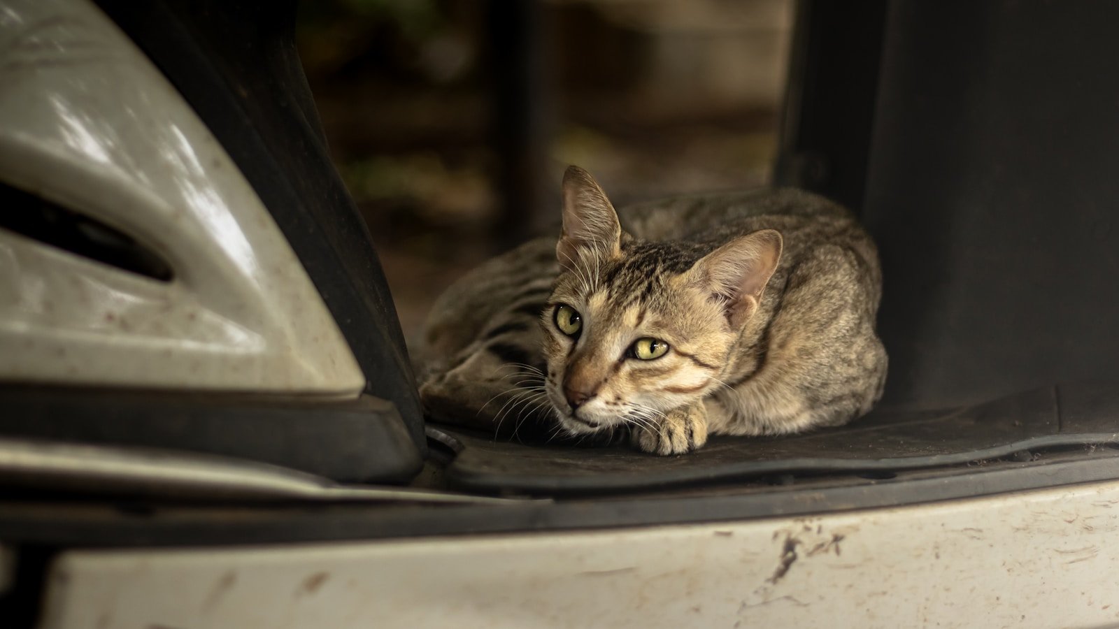 Photo by Amit Pritam Cat feel: A cat sitting on the side of a car door