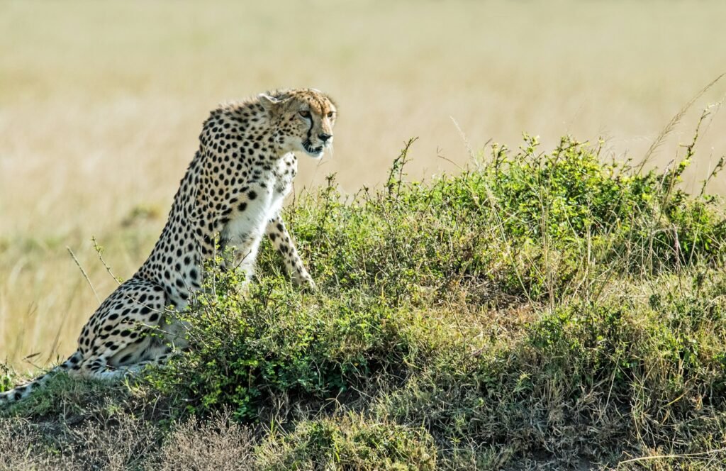 leopard on green field