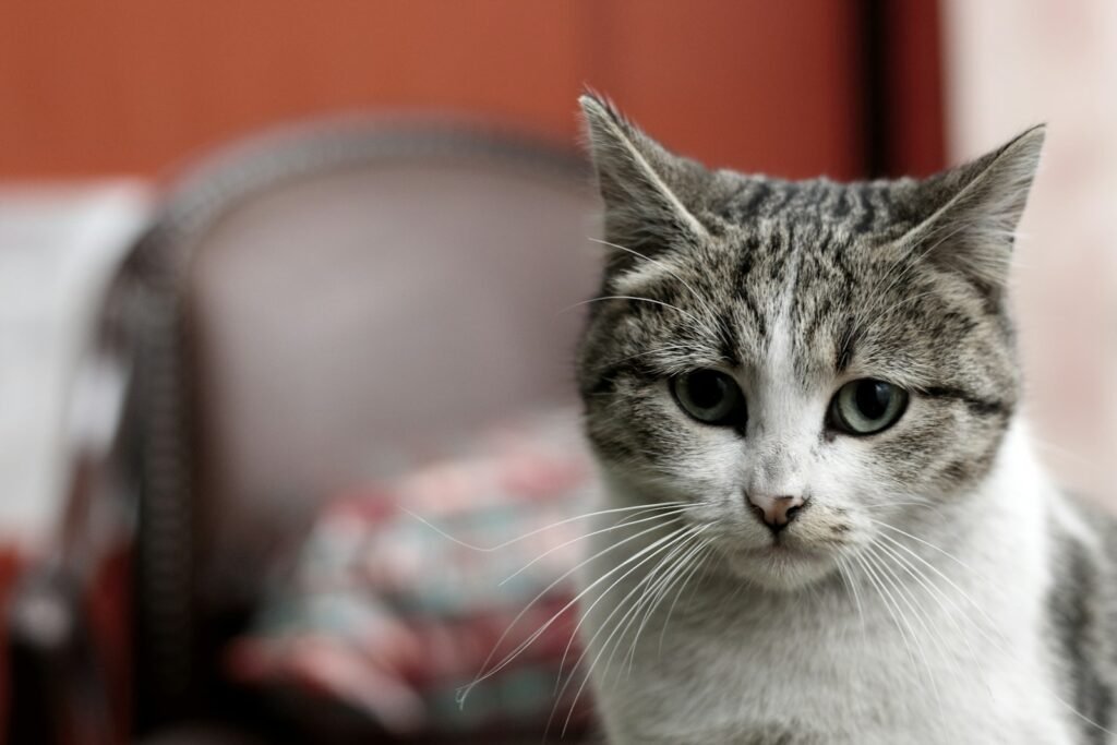 a cat sitting on a chair