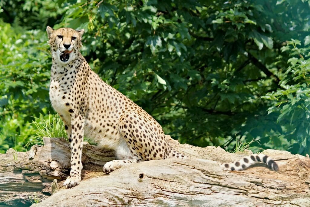 cheetah on brown tree log during daytime