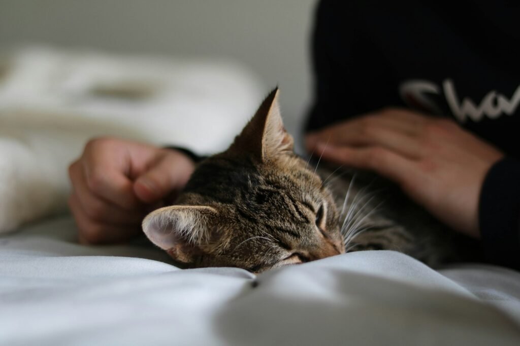 Mysterious Cat brown tabby cat lying on white textile