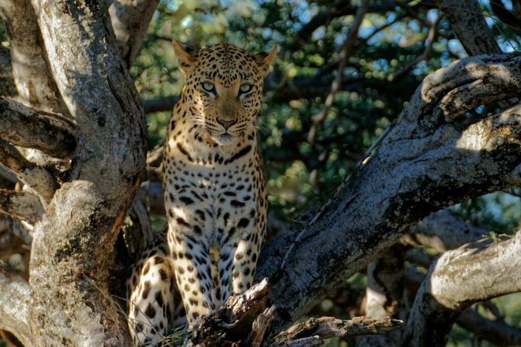 A leopard sitting in a tree looking at the camera