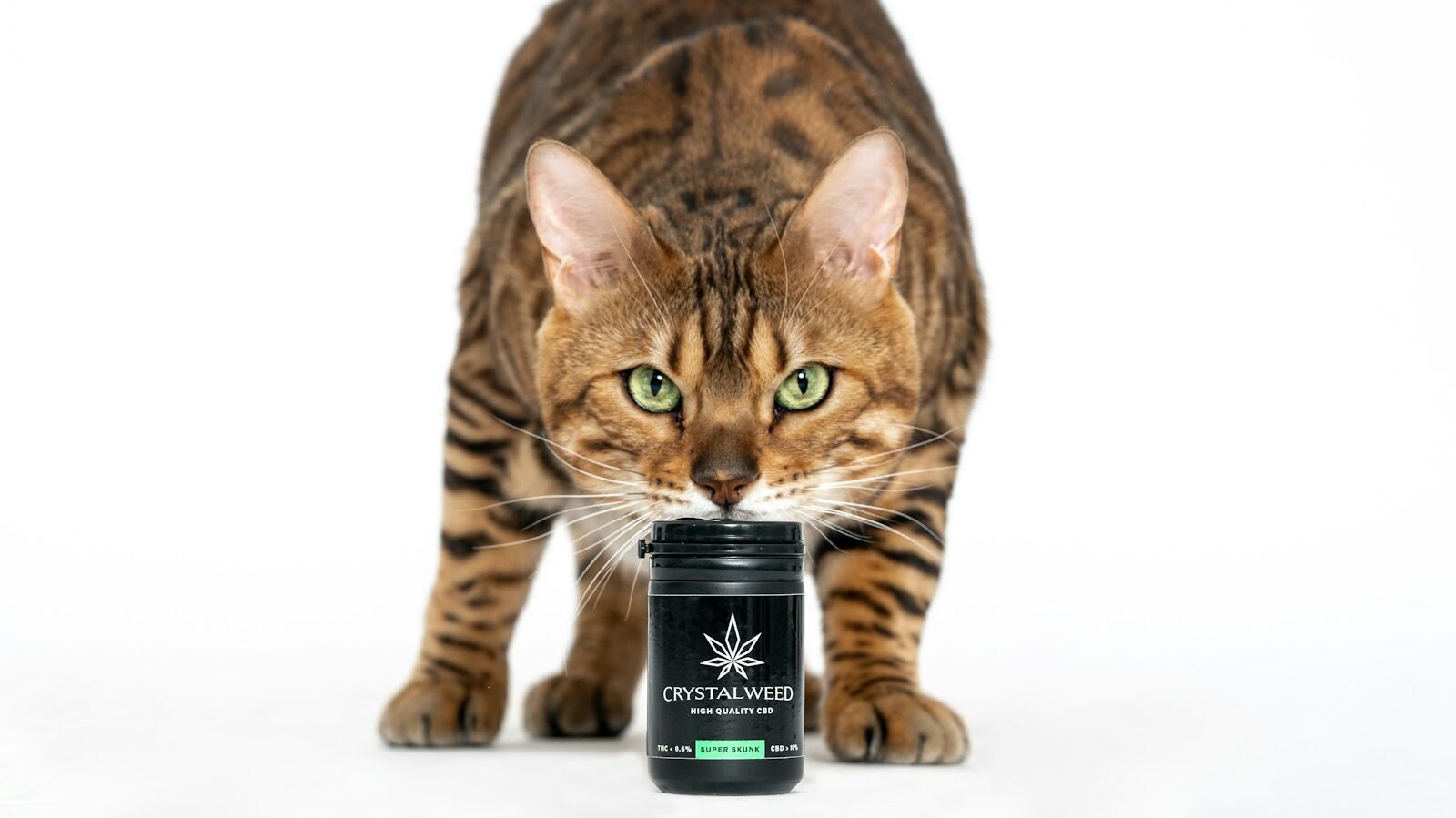 A Bengal cat standing behind a jar of pet wellness product with a cannabis leaf logo, symbolizing care for a cat's health and well-being.