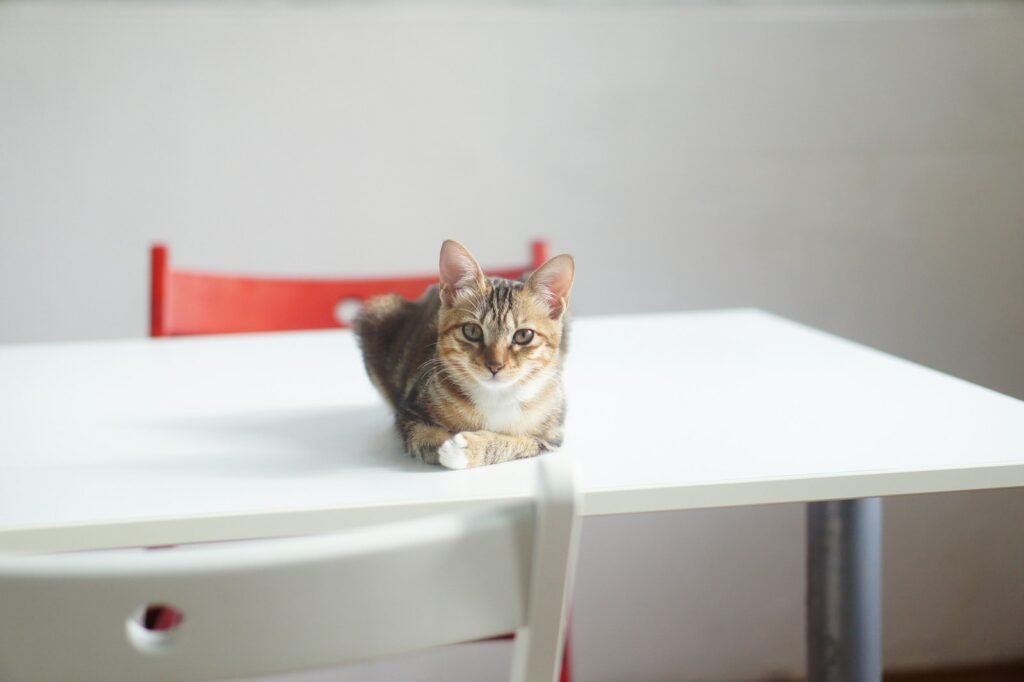 cat comfort: brown tabby cat on white wooden table