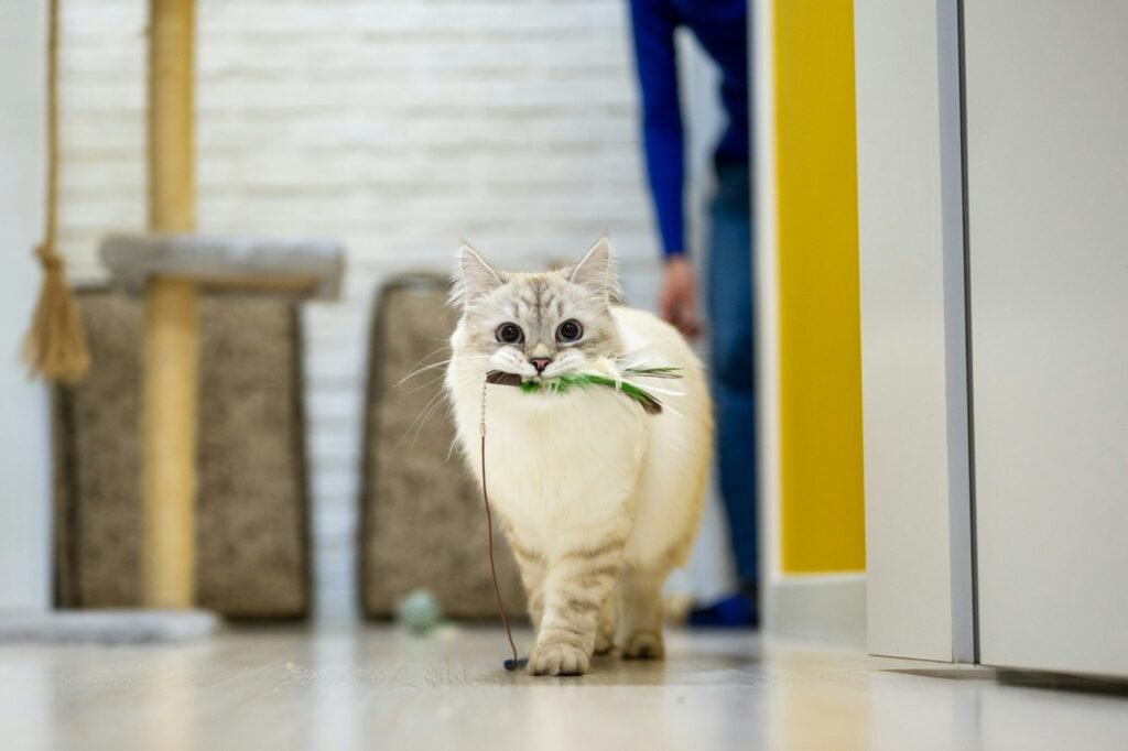 Mysterious Cat a white cat with a green bow tie