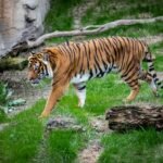 brown and black tiger walking on green grass