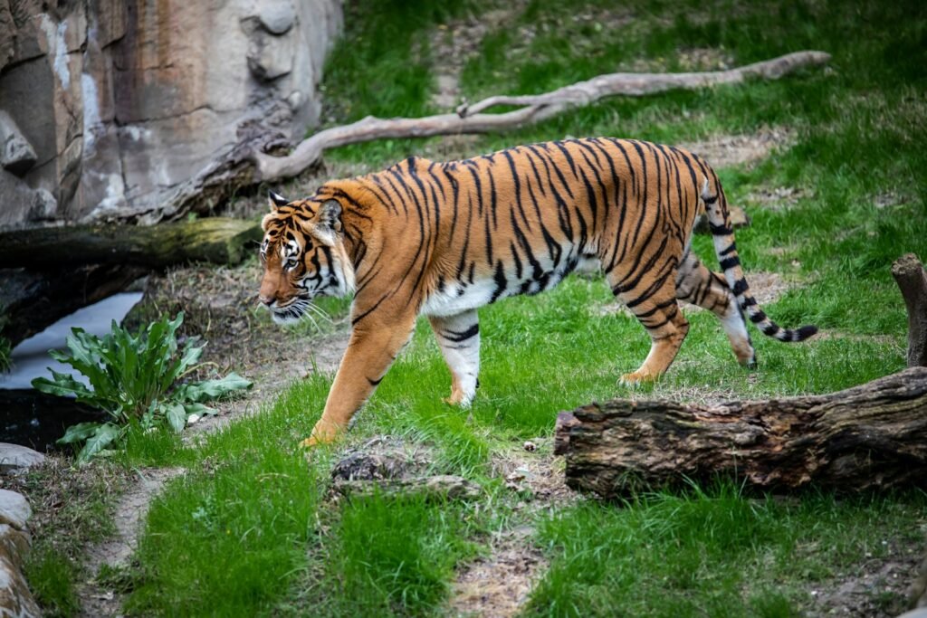 How Big Cats Use Their Sense of Smell to Hunt at Night
