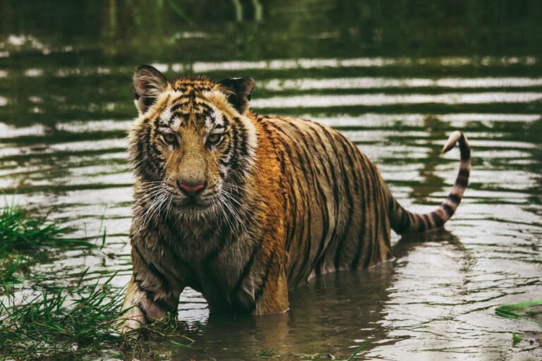 big cat