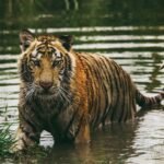 tiger