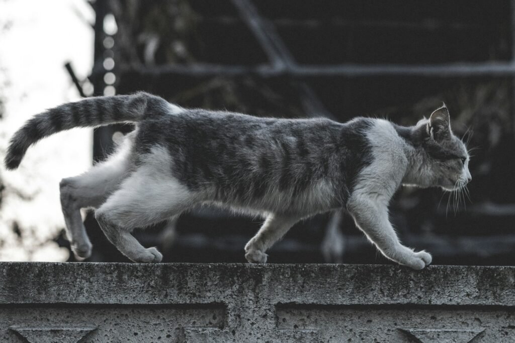 white and black cat on gray concrete wall