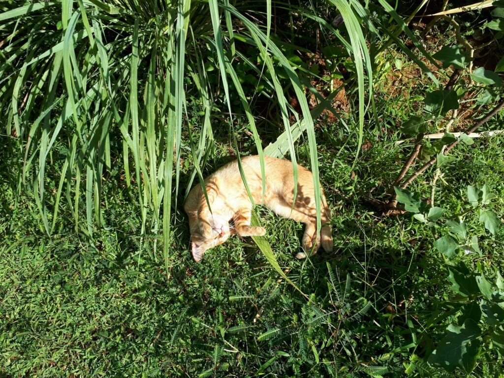 a cat that is laying down in the grass