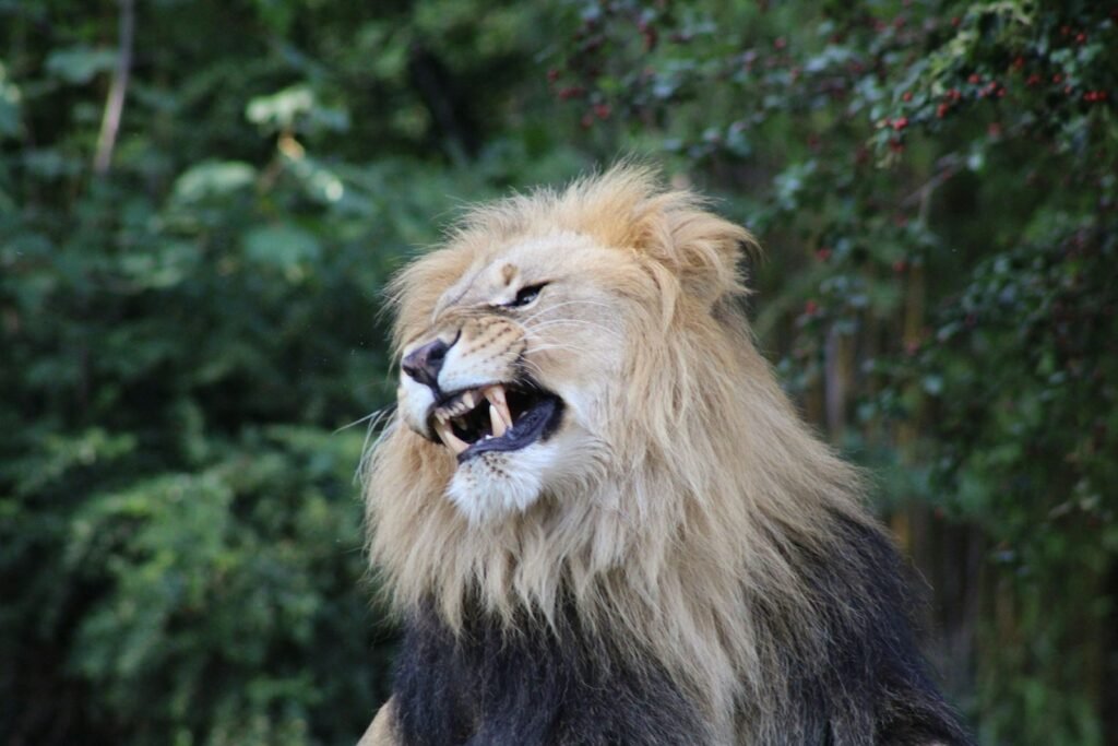 Vocal Cat brown lion on black rock during daytime