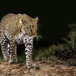 leopard on grass