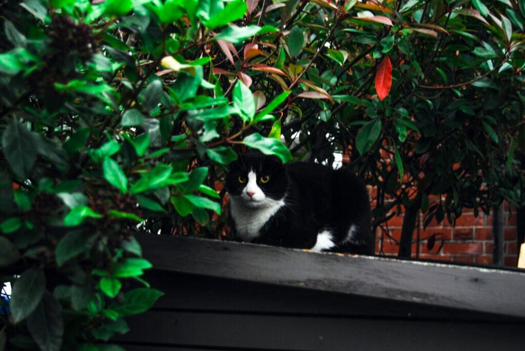 Mysterious Cat tuxedo cat on black wooden table