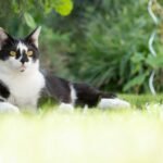 short-furred black and white cat