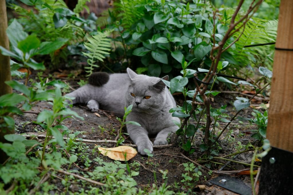 a gray cat laying on the ground in a garden