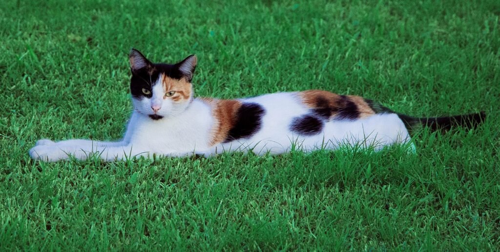 a calico cat laying in the grass