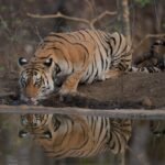 big cats