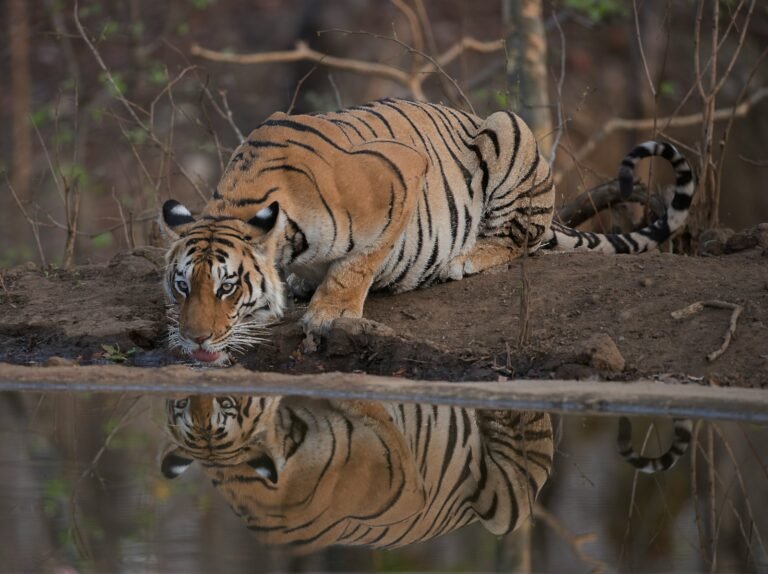 big cats