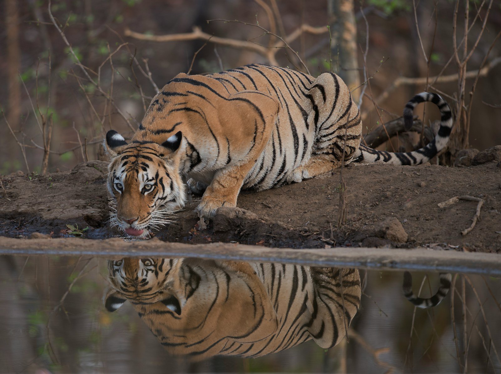big cats