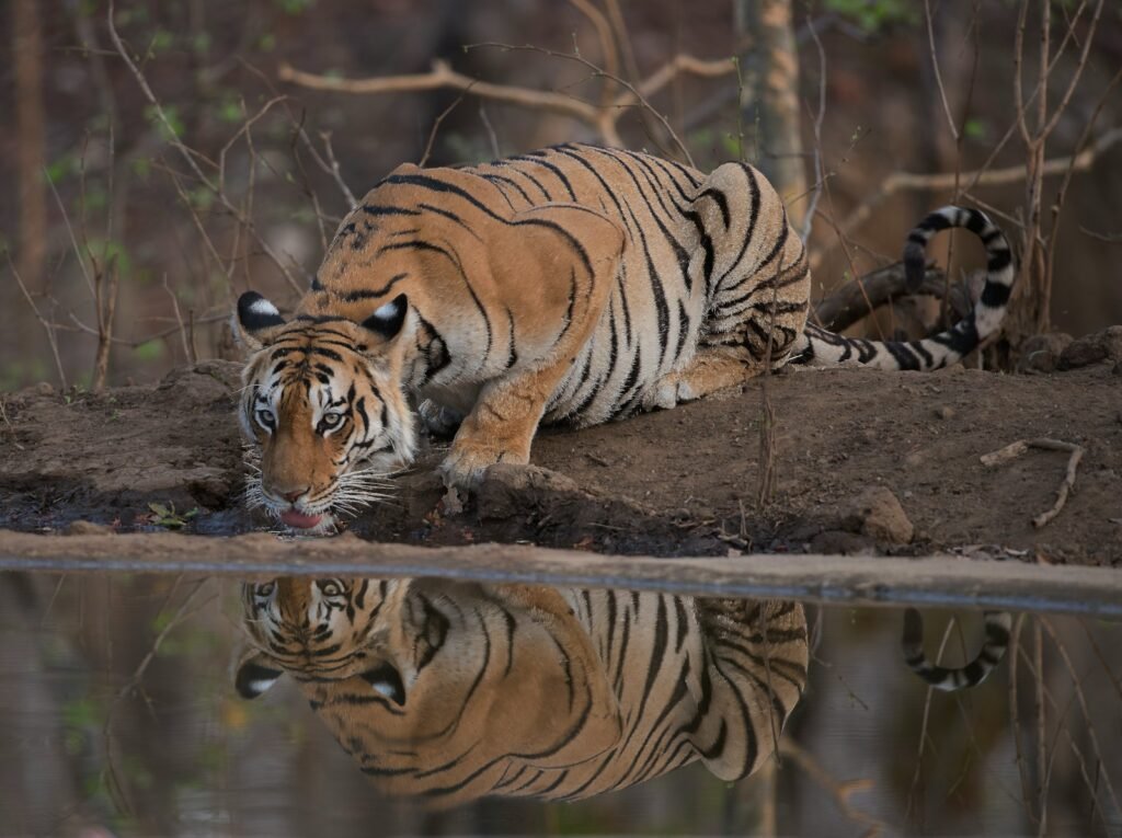 tiger lying on ground during daytime