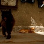 urban cats: a couple of cats that are standing in the street