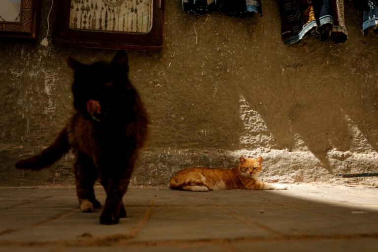 urban cats: a couple of cats that are standing in the street