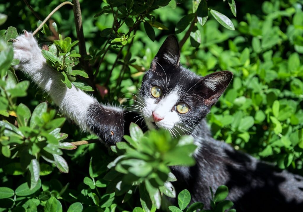 cat building: tuxedo cat surrounded by green leafed plant