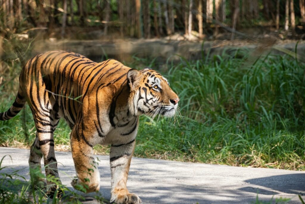 tiger