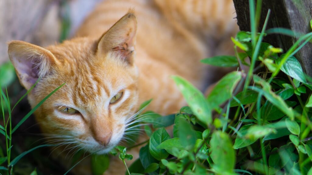 an orange cat laying in the grass next to a tree